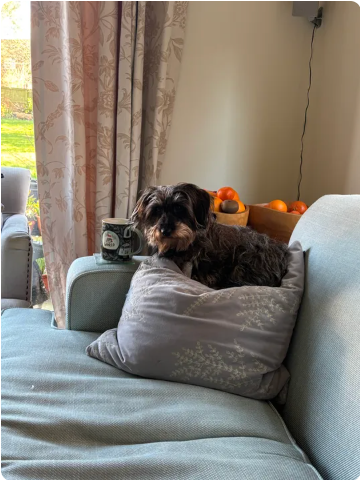 Reviewer’s dog
