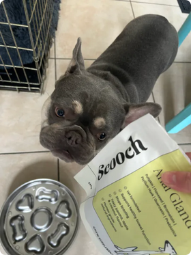 A happy Scooch pup