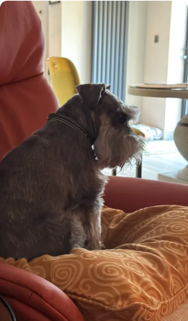Reviewer’s dog