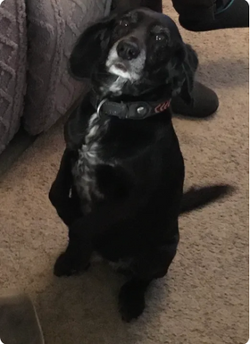 A happy Scooch pup