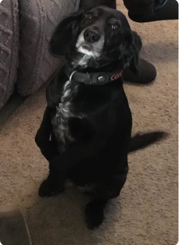 Reviewer’s dog
