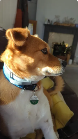 Reviewer’s dog
