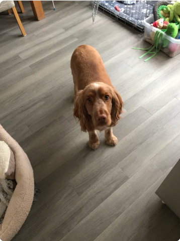 Reviewer’s dog