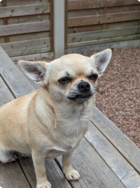A happy Scooch pup
