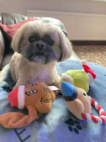 Reviewer’s dog