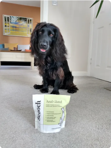 Reviewer’s dog