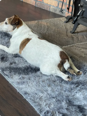 Reviewer’s dog