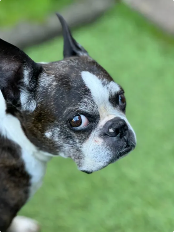 Reviewer’s dog