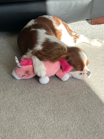 Reviewer’s dog