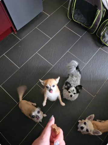 Reviewer’s dog