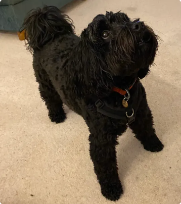 Reviewer’s dog