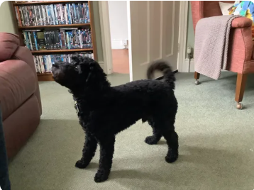 Reviewer’s dog