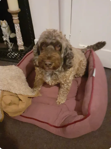 Reviewer’s dog