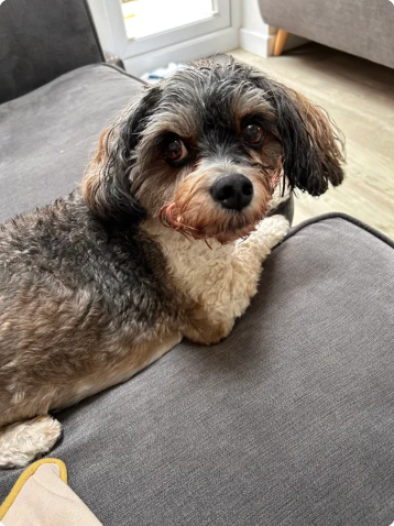 Reviewer’s dog