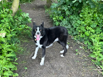 Reviewer’s dog