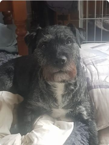 Reviewer’s dog