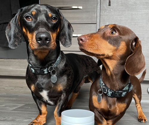 Scooch review customer dog photo sausage dog with supplements
