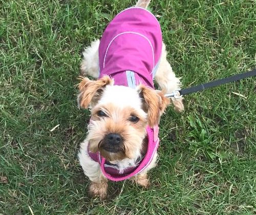 Scooch review customer dog photo in pink coat