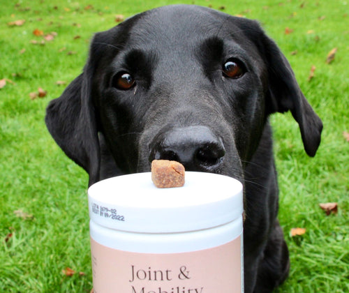 Scooch review customer dog photo black lab with joint supplements