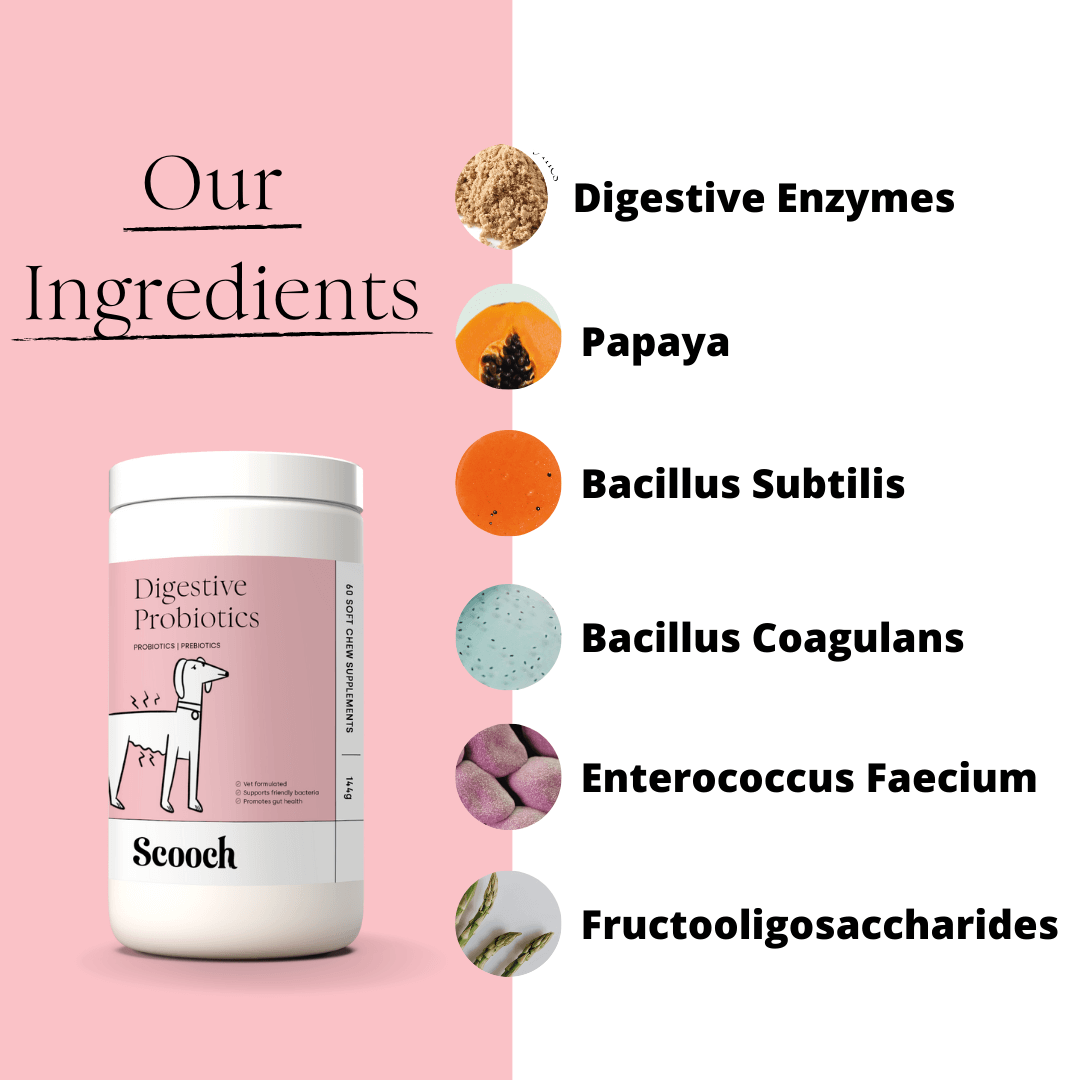 Bacillus coagulans for hot sale dogs