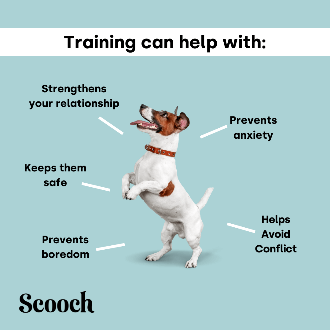 Training Treats (Reward)