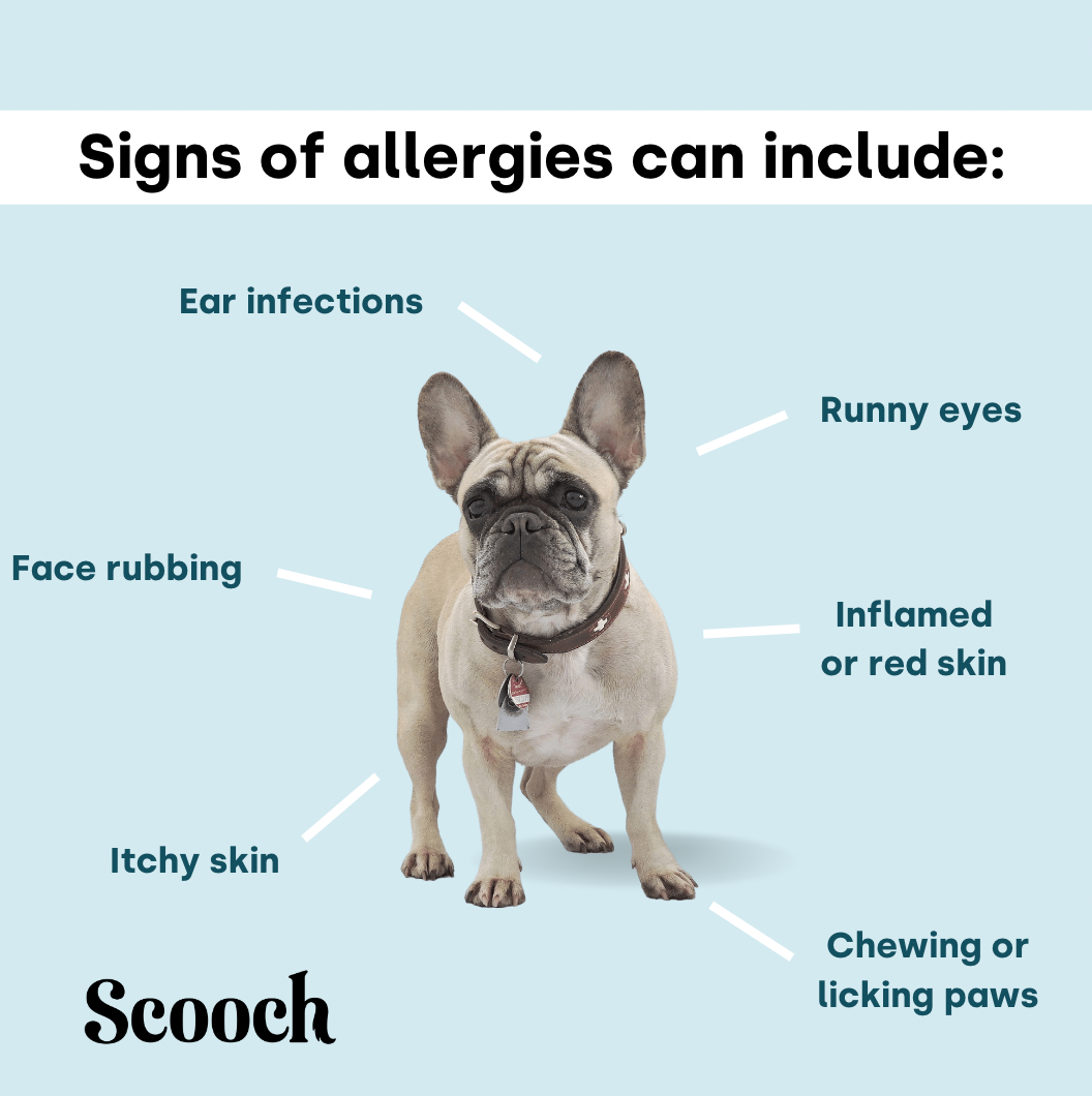 Allergy & Itching (Subscription)